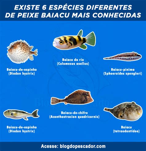 6 Tipos De Baiacu Mais Conhecidos No Brasil Blog Do Pescador