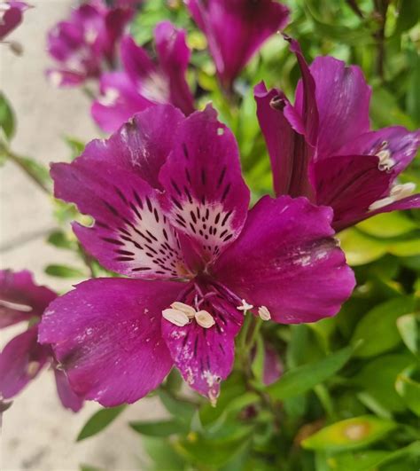 Alstroemeria Inca Noble Peruvian Lily Pot Hello Hello Plants