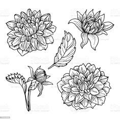 9 Ideas De Dahlias Tattoo Tatuaje De Dalia Disenos De Unas Dalias