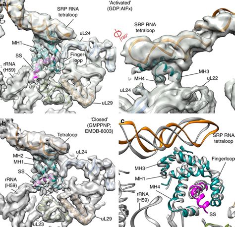 Structure Of The Quaternary Complex Between Srp Sr And Translocon