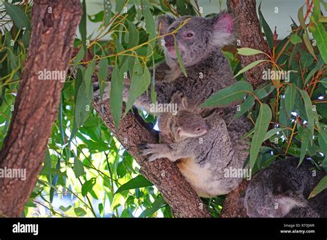 Koala pouch hi-res stock photography and images - Alamy