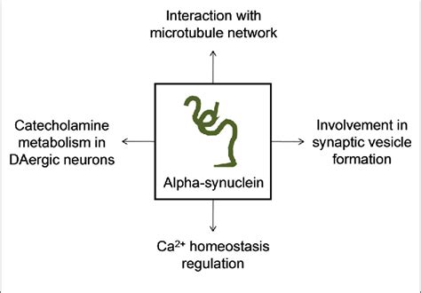 Figure From Frontiers In Aging Neuroscience Aging Neuroscience