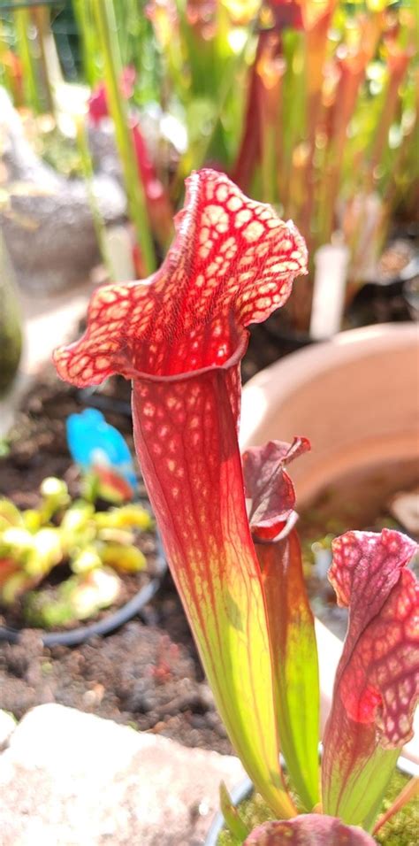 Sarracenia X Mitchell