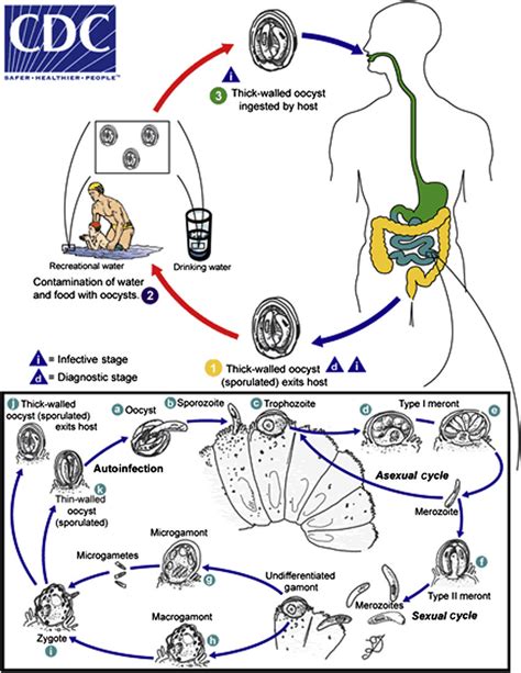 Life Cycle Of Cryptosporidium Parvum Reproduced From Download Scientific Diagram