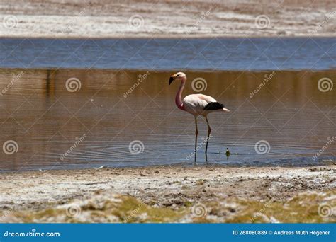 Flamingos in Atacama Desert Chile South America Stock Image - Image of chaxa, long: 268080889