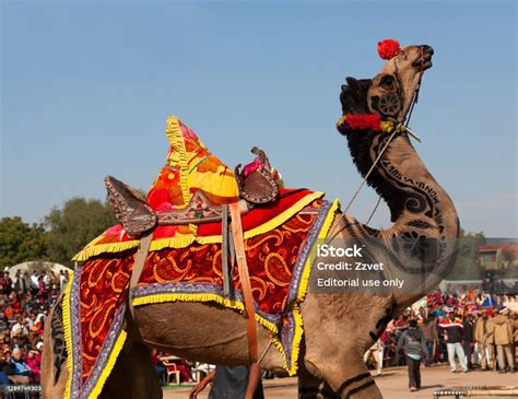 Decorated Dromedary Camel On Bikaner Camel Festival In Rajasthan India