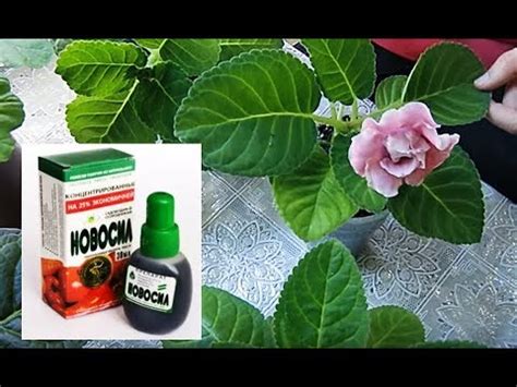 🌼НОВОСИЛ ДЛЯ ЦВЕТОВ !!! СУПЕР-ЭФФЕКТ !!! Идеальные растения🌼 🌱 - YouTube