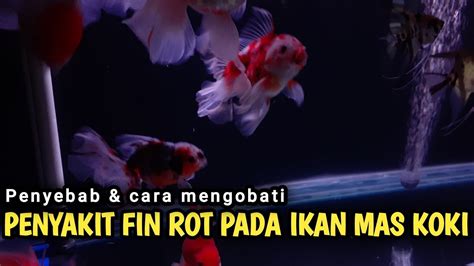 Penyakit Fin Rot Pada Ikan Mas Koki Penyebab Dan Cara Mengatasinya