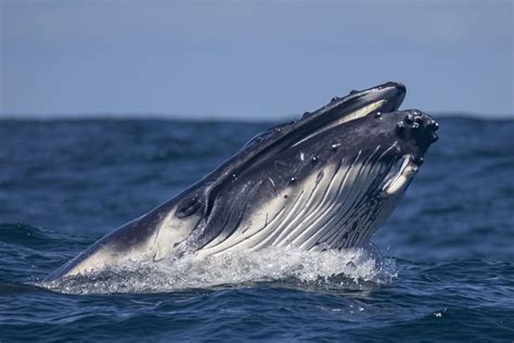 Baleine Bleue Balaenoptera Musculus Tous Les Animaux