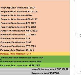 Phylogenetic Tree Generated With Maximum Likelihood From Concatenated