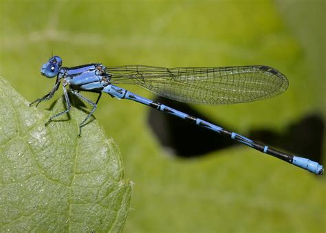 Damselfly ~ Insects World