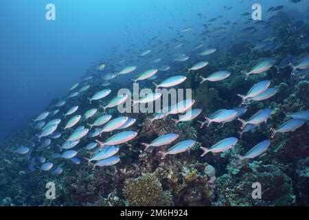 School Of Suez Fusilier Fish Red Sea Stock Photo Alamy