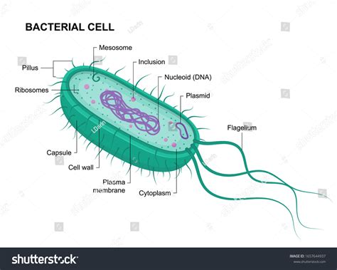 Bacteria Diagram