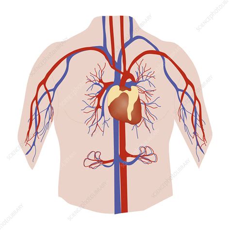 Circulatory System Diagram Labeled Veins