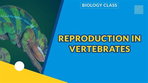 REPRODUCTION IN VERTEBRATES BIOLOGY YouTube