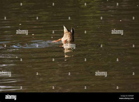 Upside Down Duck Stock Photo Alamy