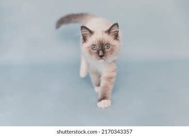 Young Ragdoll Cat Blue Eyes Blue Stock Photo 2170343357 | Shutterstock