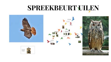 Spreekbeurt Uilen By Wout Vanderwielen