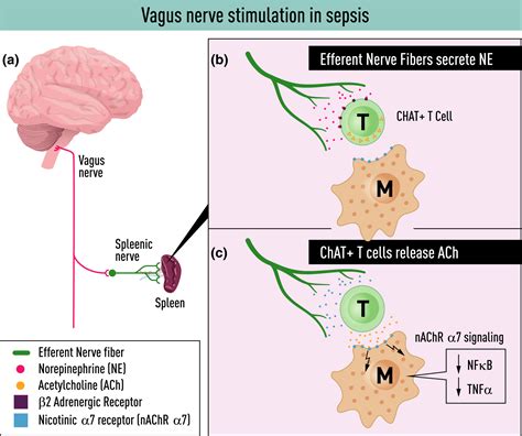 Beyond Neurotransmission Acetylcholine In Immunity And Inflammation Cox 2020 Journal Of