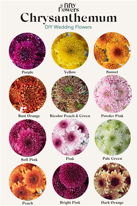 Understanding the Family Tree of Chrysanthemums | Chrysanthemum