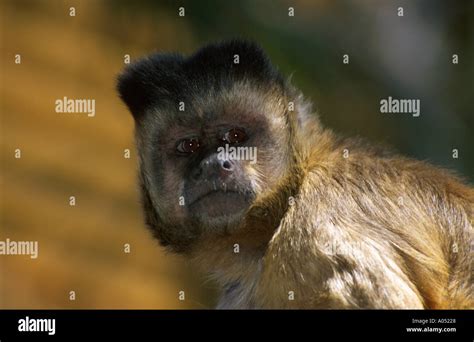 Hooded Capuchin Monkey Hi Res Stock Photography And Images Alamy