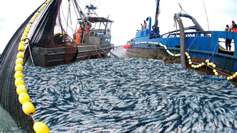 Modern Nets Fishing Technology On Big Boat Amazing Big Catch Hundreds