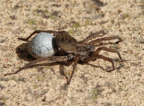 Wolf Spider Manaaki Whenua