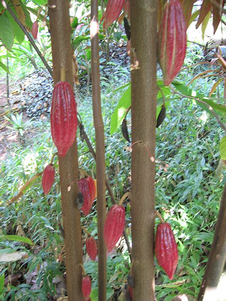 National Tropical Botanical Garden Theobroma Cacao Plant Detail