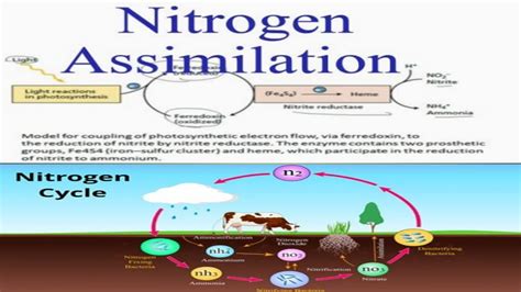 Assimilation Nitrogen Cycle