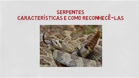 Serpentes características e como reconhecê las FUNED YouTube