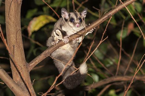 Il Petauro Dello Zucchero Petaurus Breviceps