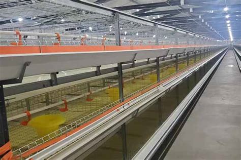 How To Improve The Efficiency Of Raising Chickens In Cages - LIVI