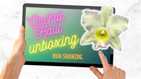 Unboxing Orchid Haul From Akatsuka Orchid June 2023 YouTube