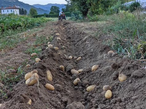 Raccolta Delle Patate Foto Podere Ai Biagi Giornale Di Barga