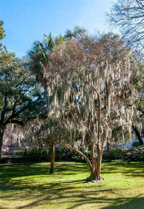 Spanish Moss Tillandsia Usneoides Is An Epiphytic Flowering Plant