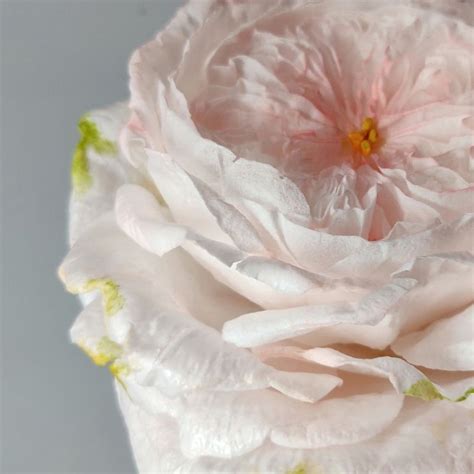 A Large Pink Flower With Green Leaves On It S Stem And Petals In The Center