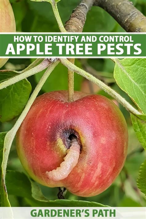 How To Identify And Control 11 Apple Tree Pests Gardeners Path