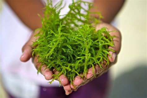 Produksi Rumput Laut Indonesia dan 8 Manfaatnya - Sinautani