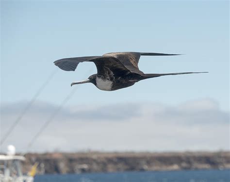 Ave Fragata Fregata Magnificens Ecoregistros