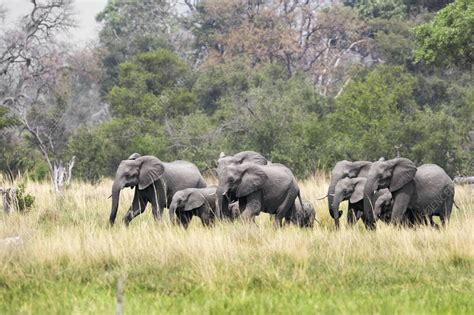 Herd Of African Bush Elephants Stock Image C Science