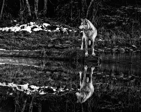 At Waters Edge Photograph By Wes And Dotty Weber Fine Art America