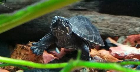 Common Musk Turtle Care Guide And More