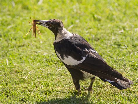 Free Images : nature, white, wildlife, wild, food, beak, insect, black ...