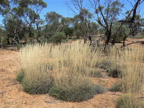 Spinifex grass - friend and foe - Bushguide 101