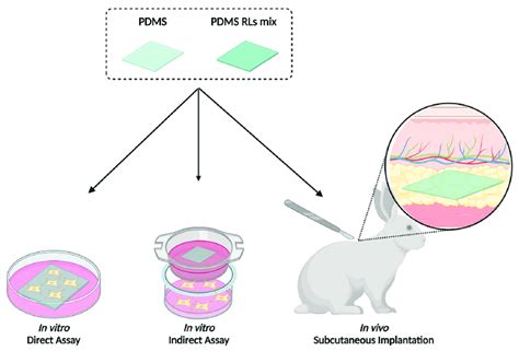 Schematics Of The Biocompatibility Assessment Of Pdms Materials