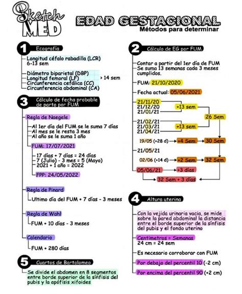 Edad gestacional Métodos de determinación Yon soo uDocz