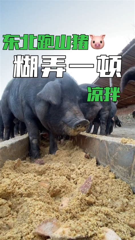 爷爷那年头竟然是这样养猪的 “东北跑山猪”主播视频直播 “东北跑山猪”视频直播 万佳直播吧主播专栏