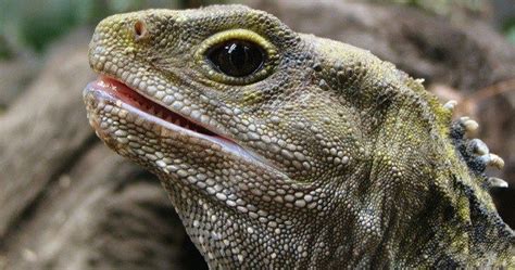 10 Facts About The Most Interesting Reptile In The World Listverse