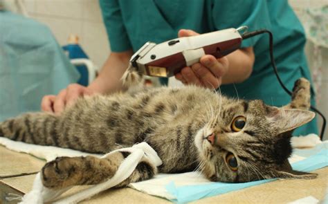 Кастрированный Кот Фото – Telegraph