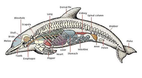 dolphin life cycle diagram - Curtis Oakes